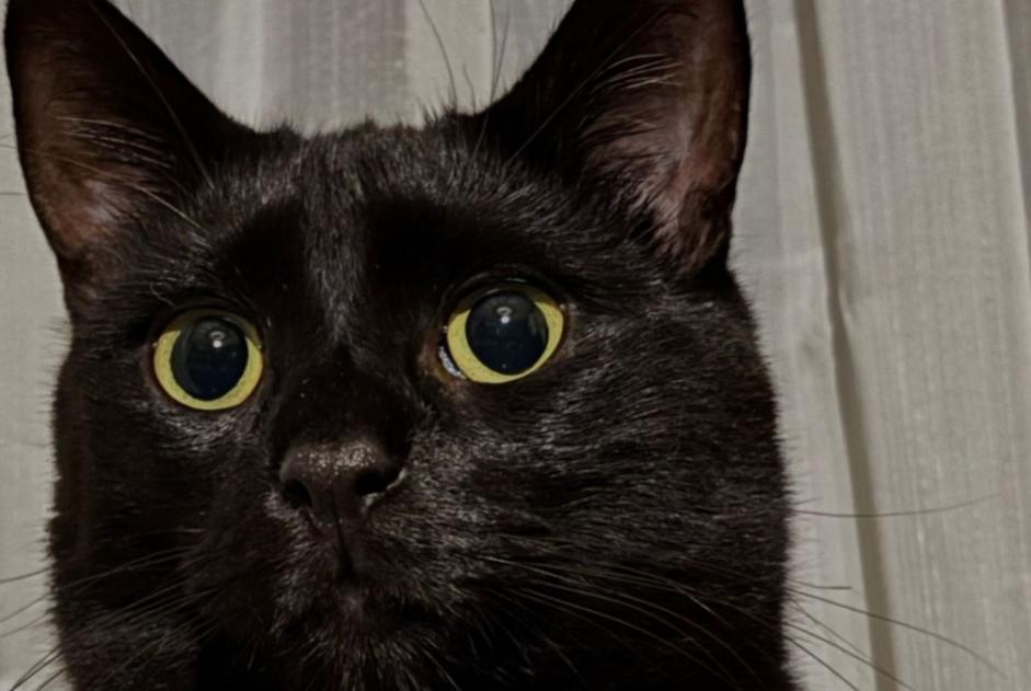 Alerte Disparition Chat Mâle , 3 ans Antwerp Belgique