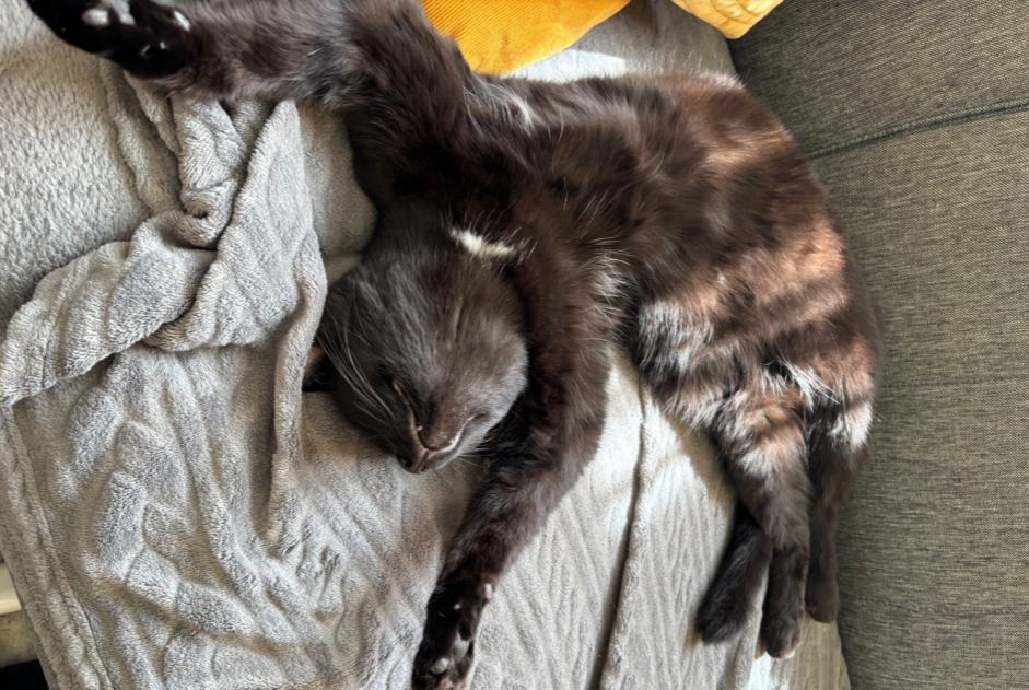Alerte Disparition Chat Mâle , 3 ans Antwerp Belgique