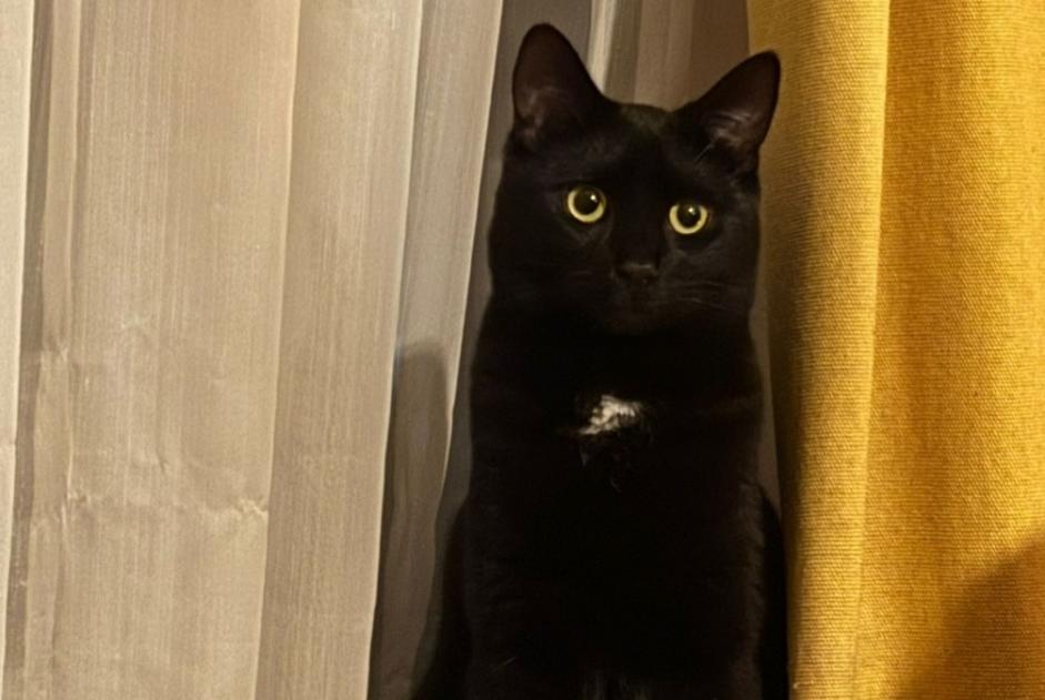 Alerte Disparition Chat Mâle , 3 ans Antwerp Belgique