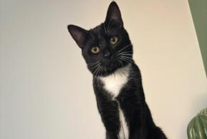 Alerte Disparition Chat  Mâle , 2 ans Waremme Belgique
