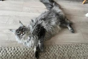 Alerte Disparition Chat  Femelle , 2 ans Rixensart Belgique