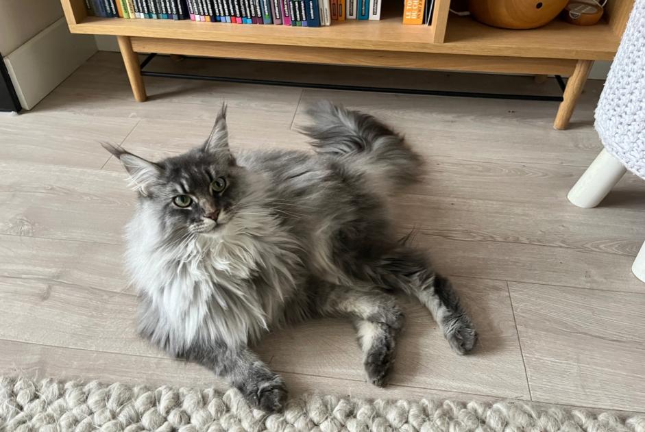 Alerte Disparition Chat  Femelle , 2 ans Rixensart Belgique