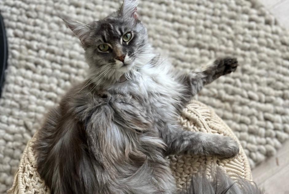 Alerte Disparition Chat  Femelle , 2 ans Rixensart Belgique