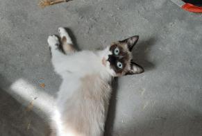 Alerte Disparition Chat  Femelle , 1 ans Chapelle-lez-Herlaimont Belgique