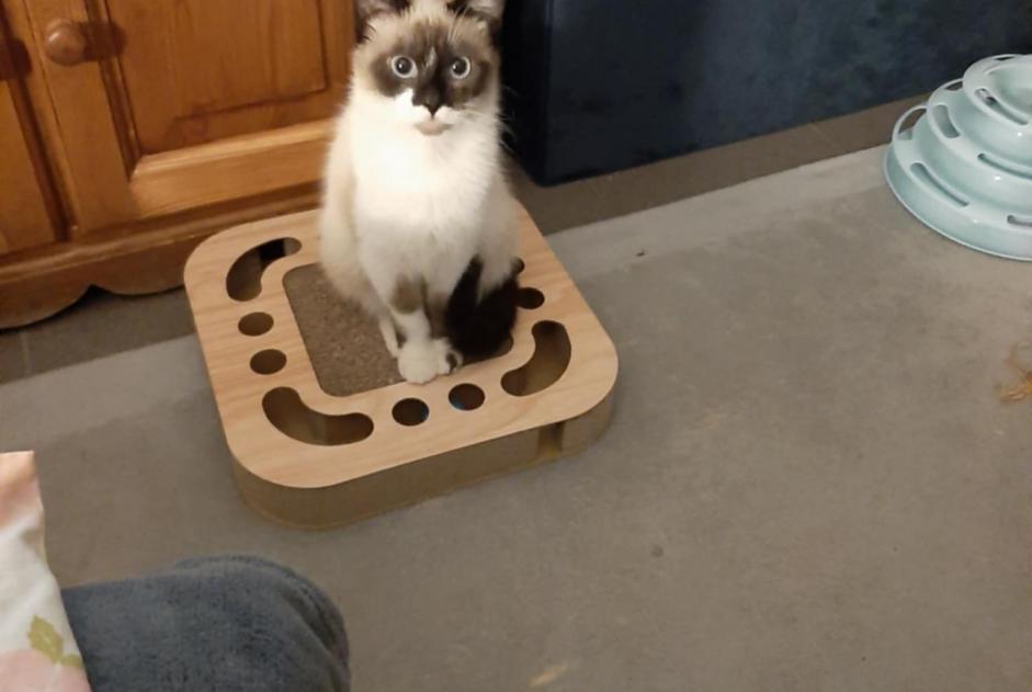 Alerte Disparition Chat  Femelle , 1 ans Chapelle-lez-Herlaimont Belgique