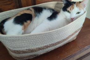 Alerte Disparition Chat Femelle , 5 ans Quévy Belgique
