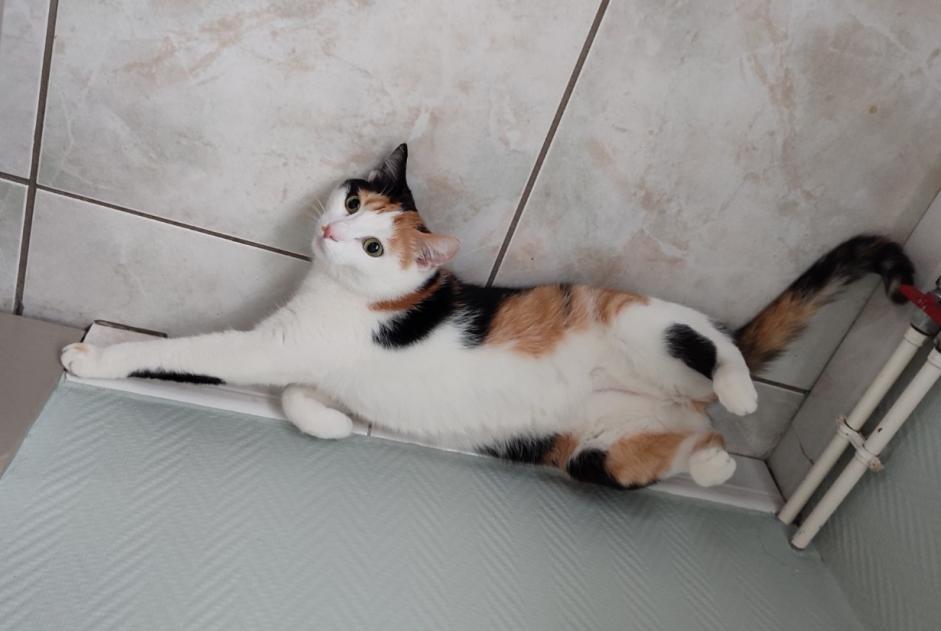 Alerte Disparition Chat Femelle , 5 ans Quévy Belgique