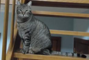 Alerte Disparition Chat Femelle , 9 ans Sint-Pieters-Leeuw Belgique