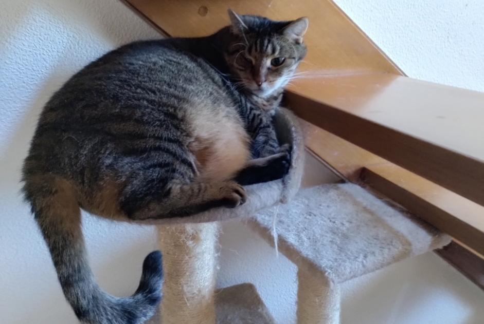 Alerte Disparition Chat Femelle , 9 ans Sint-Pieters-Leeuw Belgique