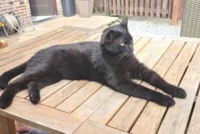 Alerte Disparition Chat Mâle , 2 ans Braives Belgique