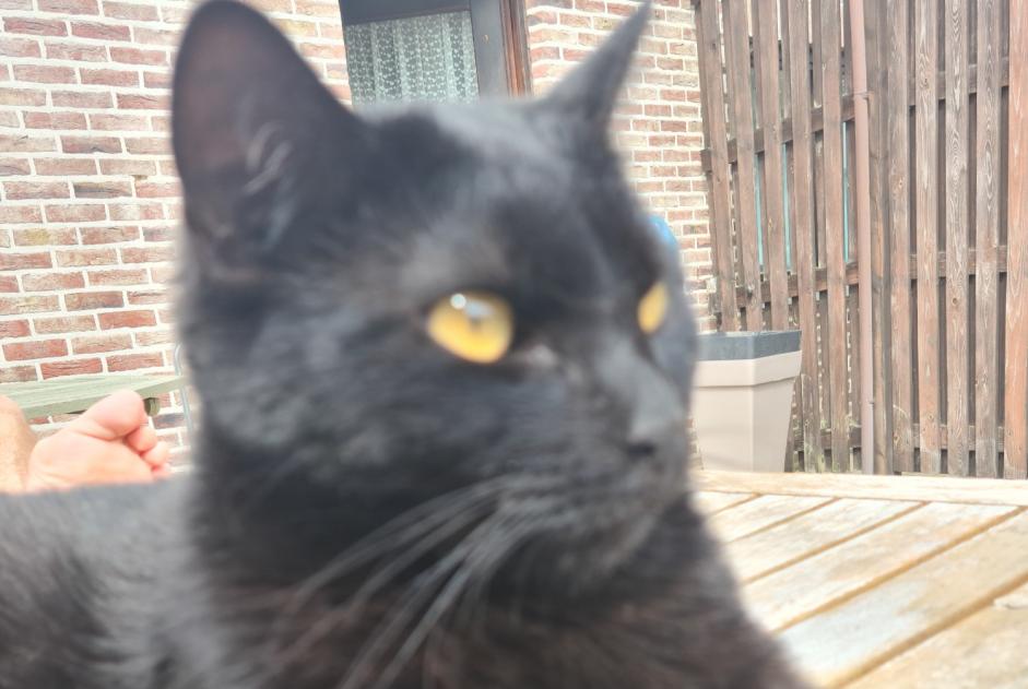 Alerte Disparition Chat Mâle , 2 ans Braives Belgique