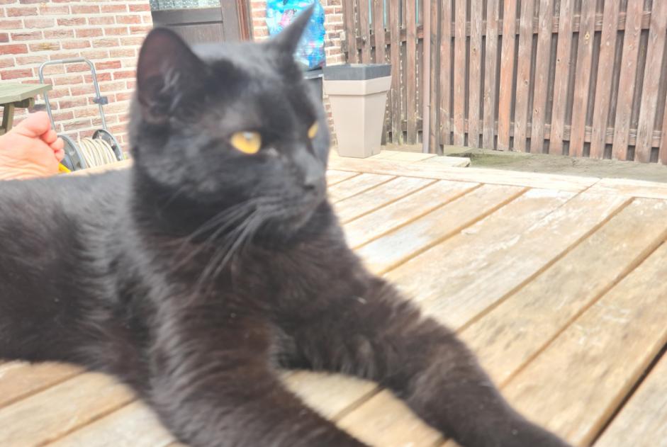 Alerte Disparition Chat Mâle , 2 ans Braives Belgique