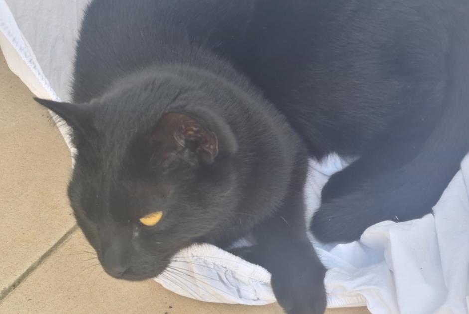 Alerte Disparition Chat Mâle , 2 ans Braives Belgique