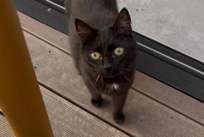 Alerte Disparition Chat Femelle , 9 ans Namur Belgique
