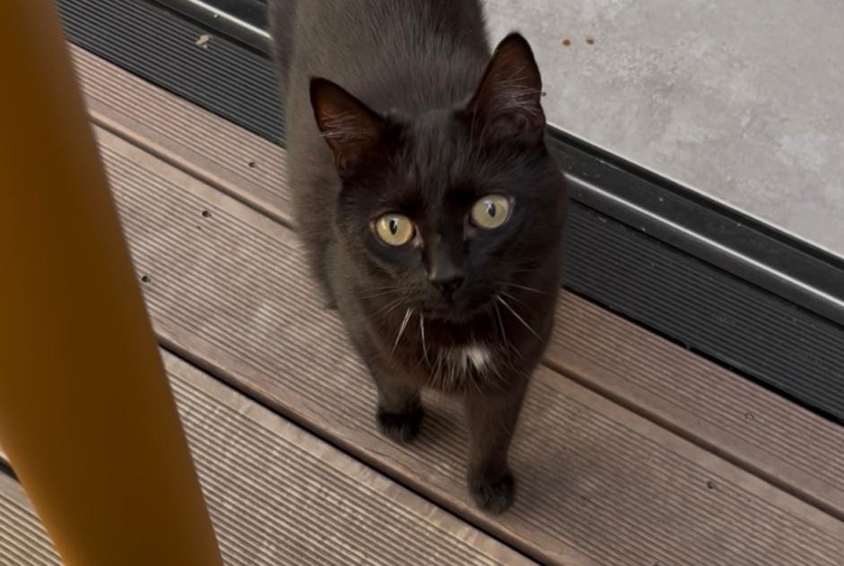 Alerte Disparition Chat Femelle , 9 ans Namur Belgique