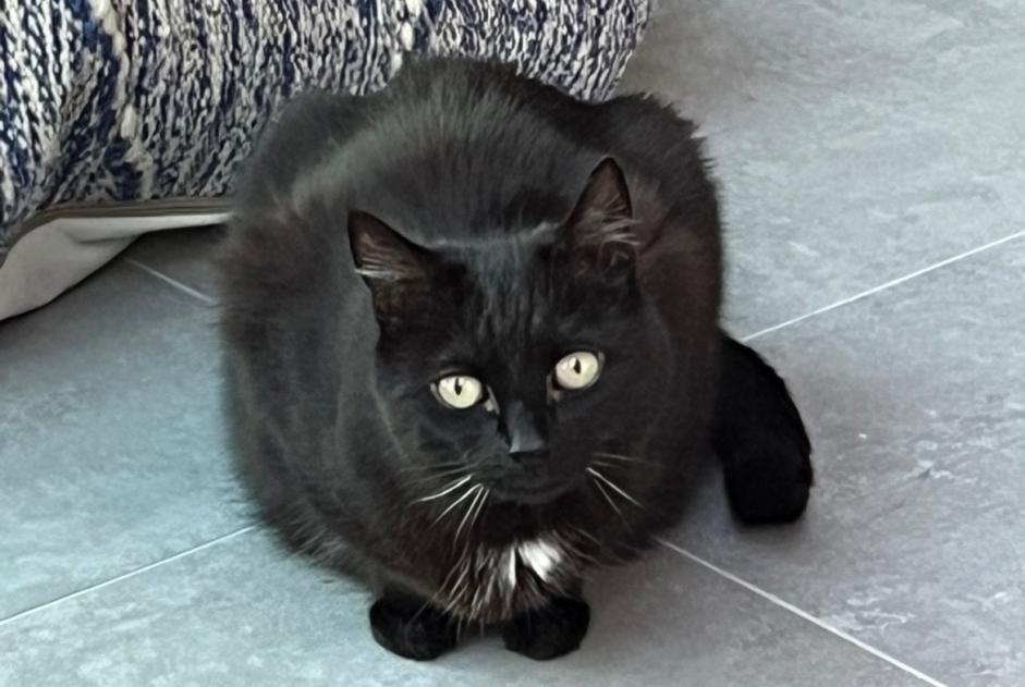 Alerte Disparition Chat Femelle , 9 ans Namur Belgique