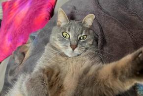Alerte Disparition Chat croisement  Femelle , 4 ans Herstal Belgique