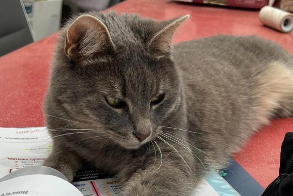 Alerte Disparition Chat croisement  Femelle , 4 ans Herstal Belgique