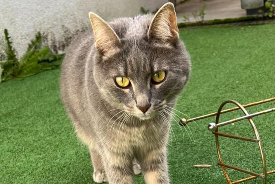 Alerte Disparition Chat croisement  Femelle , 4 ans Herstal Belgique