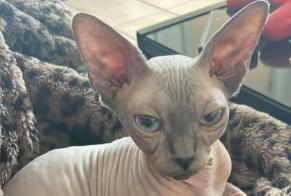 Alerte Disparition Chat  Femelle , 6 ans Tintigny Belgique