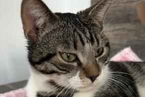 Alerte Disparition Chat  Mâle , 1 ans Trooz Belgique