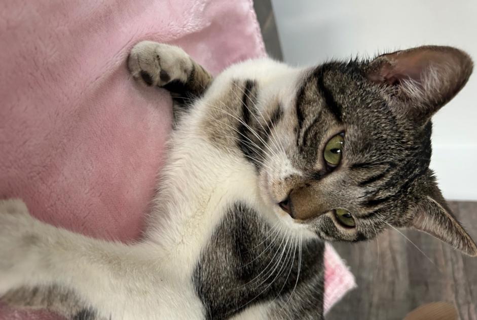 Alerte Disparition Chat  Mâle , 1 ans Trooz Belgique