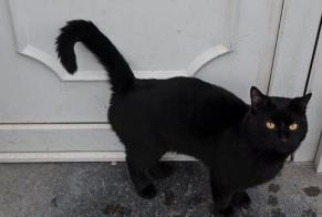 Alerte Disparition Chat  Mâle , 4 ans Forest Belgique