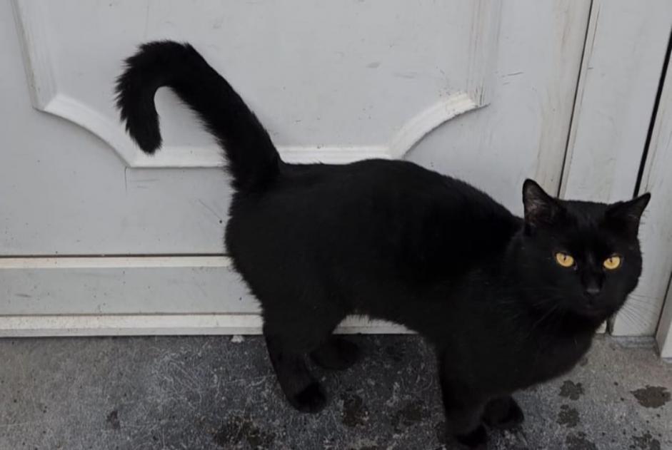 Alerte Disparition Chat  Mâle , 4 ans Forest Belgique