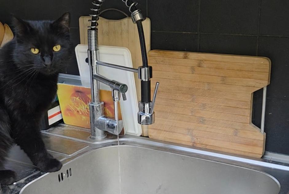 Alerte Disparition Chat  Mâle , 4 ans Forest Belgique