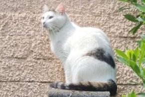 Alerte Disparition Chat  Mâle , 3 ans Hoogstraten Belgique