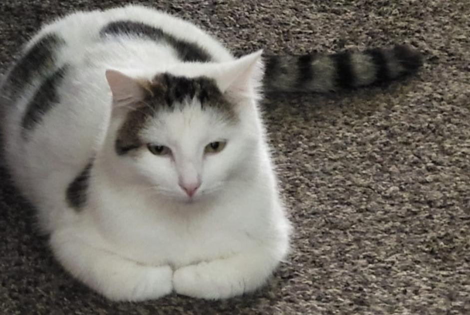 Alerte Disparition Chat  Mâle , 3 ans Hoogstraten Belgique