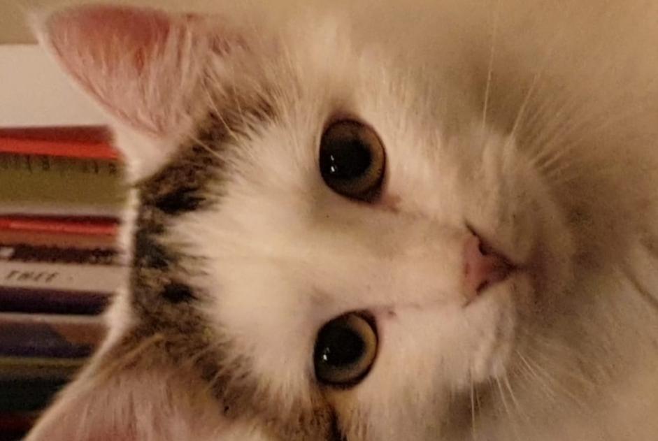 Alerte Disparition Chat  Mâle , 3 ans Hoogstraten Belgique
