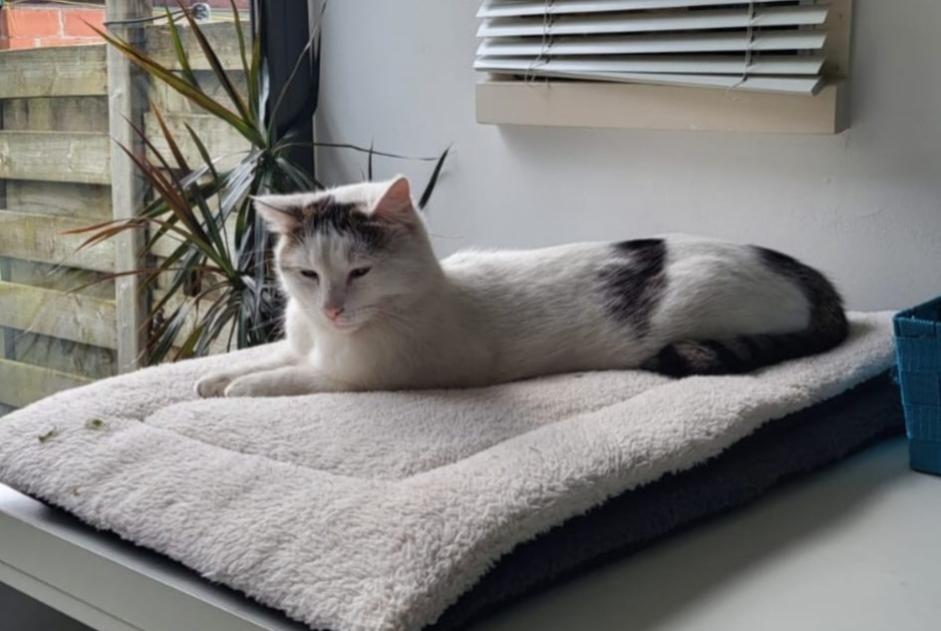 Alerte Disparition Chat  Mâle , 3 ans Hoogstraten Belgique