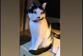 Alerte Disparition Chat  Femelle , 6 ans Arlon Belgique
