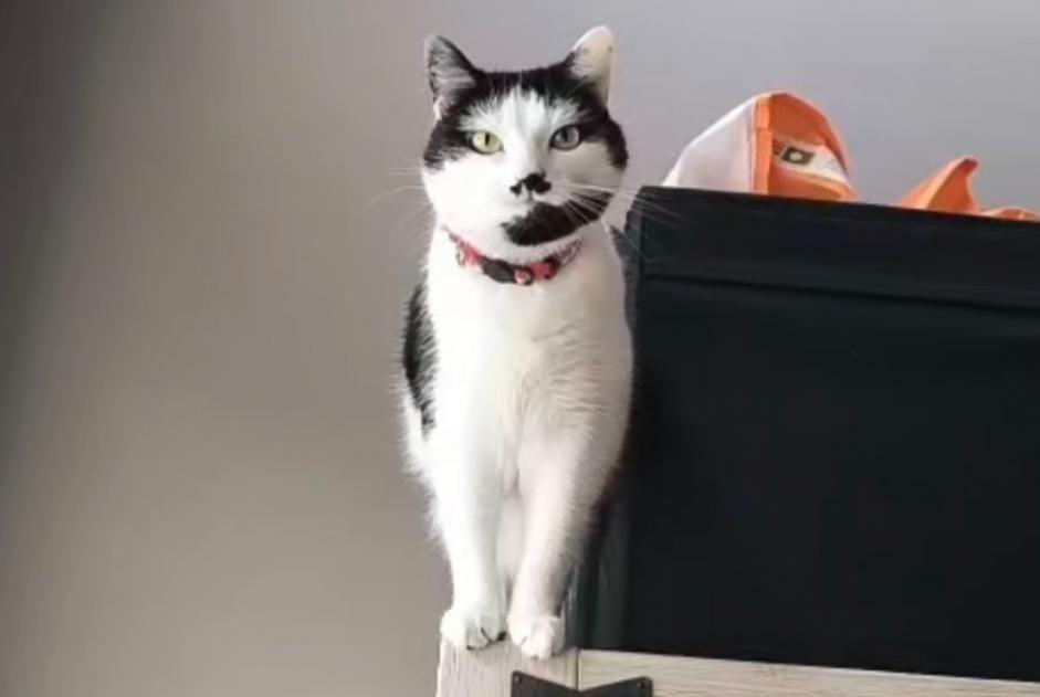 Alerte Disparition Chat  Femelle , 6 ans Arlon Belgique