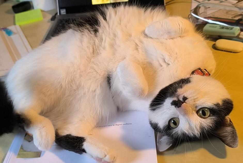 Alerte Disparition Chat  Femelle , 6 ans Arlon Belgique