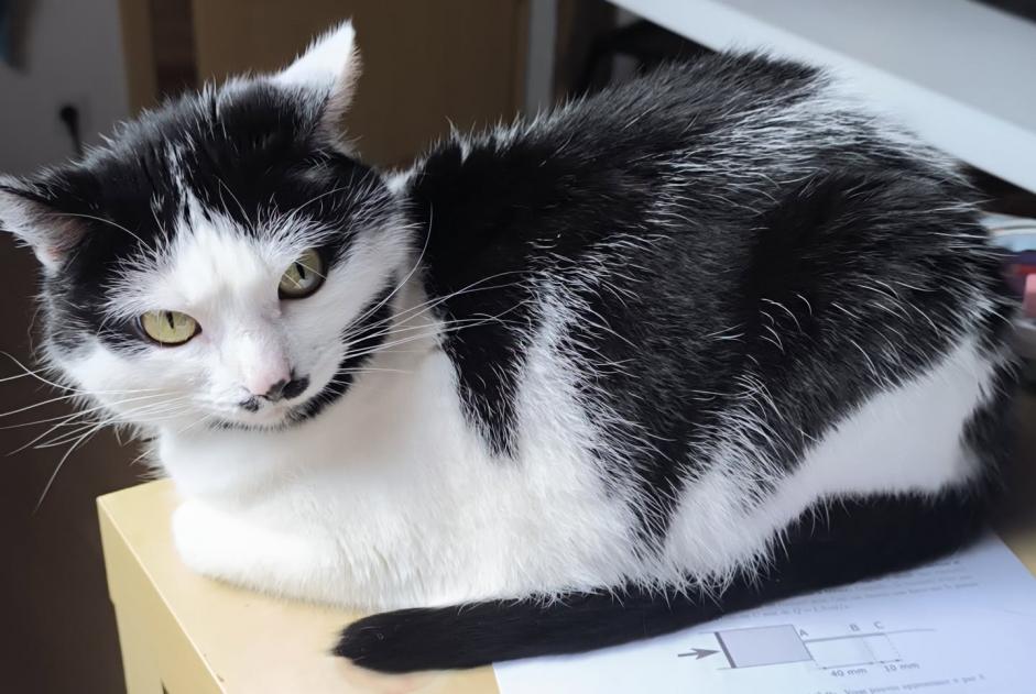 Alerte Disparition Chat  Femelle , 6 ans Arlon Belgique