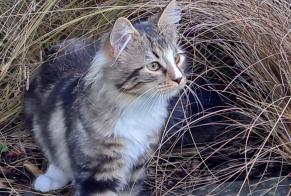 Alerte Disparition Chat croisement  Femelle , 2025 ans Jodoigne Belgique