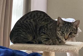 Alerte Disparition Chat croisement  Femelle , 1 ans Eupen Belgique