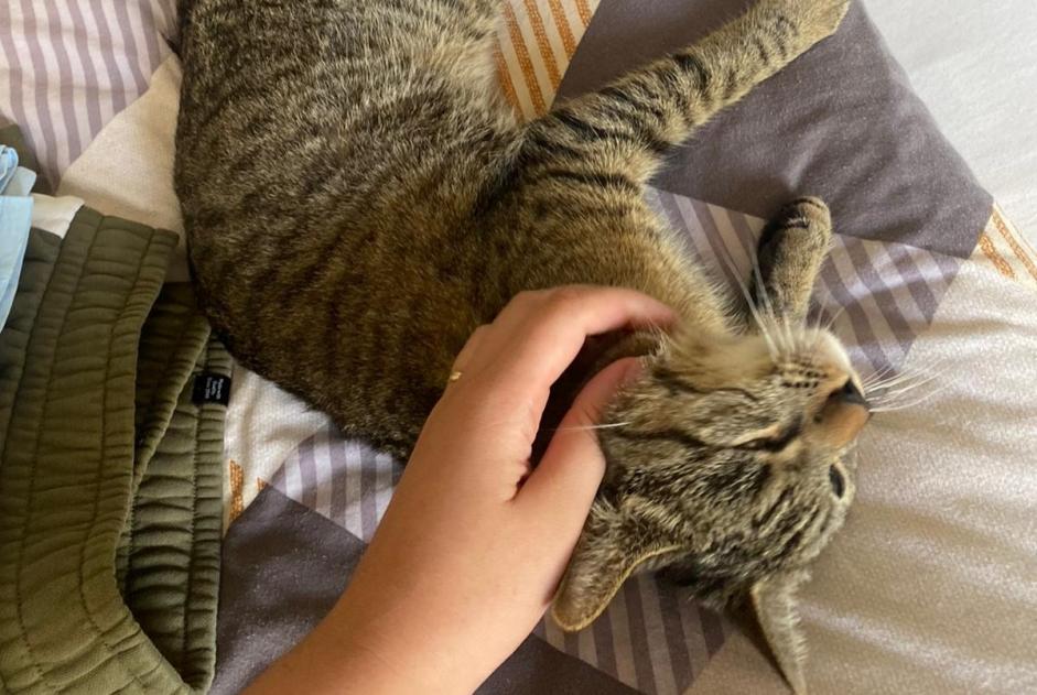 Alerte Disparition Chat croisement  Femelle , 1 ans Eupen Belgique