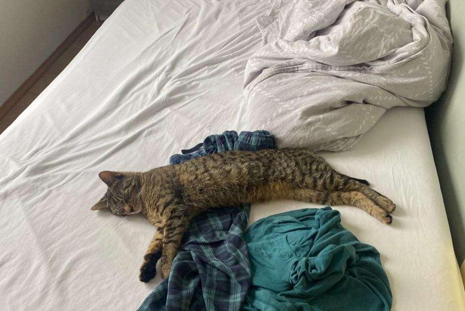 Alerte Disparition Chat croisement  Femelle , 1 ans Eupen Belgique