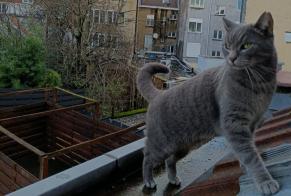 Alerte Disparition Chat Mâle , 32 ans Anderlecht Belgique