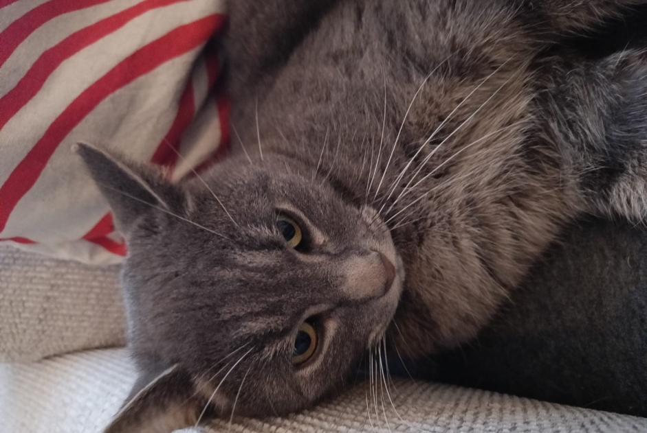 Alerte Disparition Chat Mâle , 32 ans Anderlecht Belgique