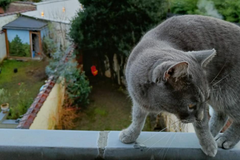 Alerte Disparition Chat Mâle , 32 ans Anderlecht Belgique