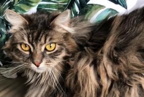 Alerte Disparition Chat croisement  Femelle , 7 ans Lebbeke Belgique