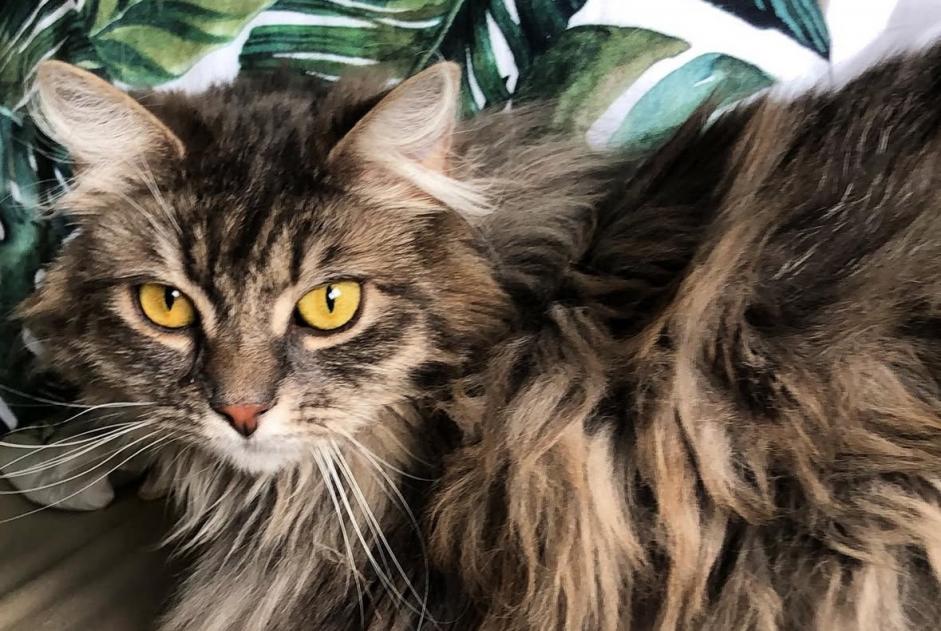 Alerte Disparition Chat croisement  Femelle , 7 ans Lebbeke Belgique