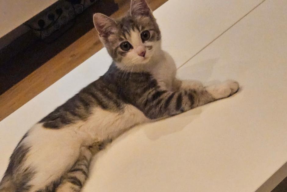 Alerte Disparition Chat Femelle , 1 ans Anderlecht Belgique