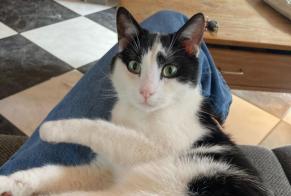 Alerte Disparition Chat croisement  Mâle , 1 ans Mons Belgique