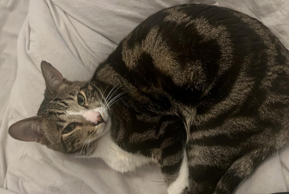 Alerte Disparition Chat croisement  Mâle , 5 ans Ixelles Belgique