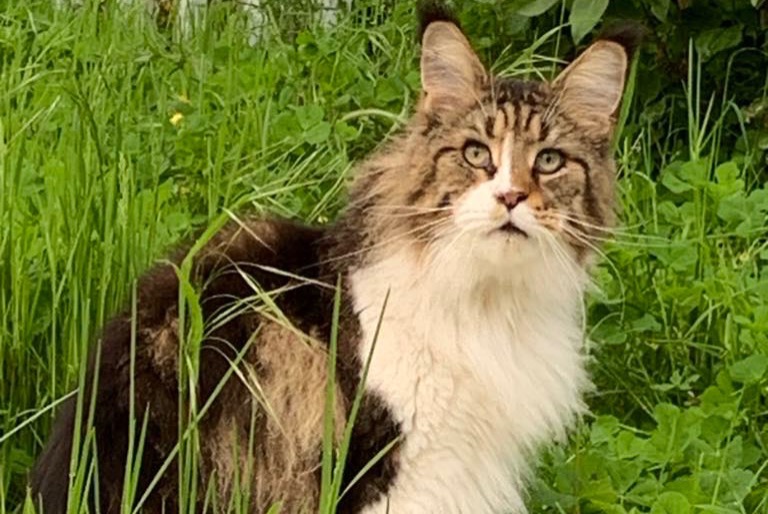 Avviso scomparsa Gatto  Femmina , 5 anni La Louvière Belgio